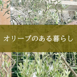 【NEWS】オリーブのある暮らし〈直営店共通〉