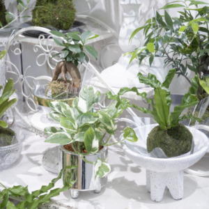 ころんと可愛い「苔玉」で作る私だけの小さな涼景〈直営店共通〉