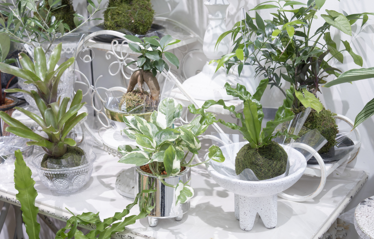 ころんと可愛い「苔玉」で作る私だけの小さな涼景〈直営店共通〉