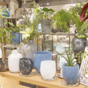 ガラス鉢でつくる、夏の涼やかな部屋飾り〈直営店共通〉