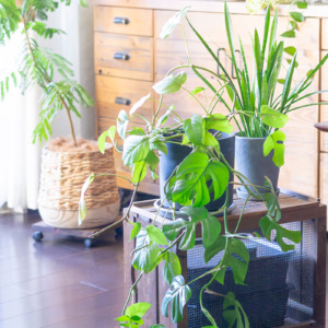【Garden Story掲載】植物と鉢、雑貨を組み合わせて楽しむインドアグリーン