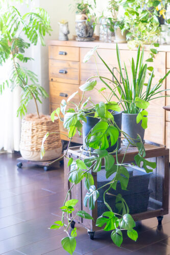 【Garden Story掲載】植物と鉢、雑貨を組み合わせて楽しむインドアグリーン