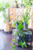 【Garden Story掲載】植物と鉢、雑貨を組み合わせて楽しむインドアグリーン