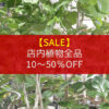 【最大50%OFF】店内植物全品プライスダウン！グリーンフェア開催！〈直営店共通〉