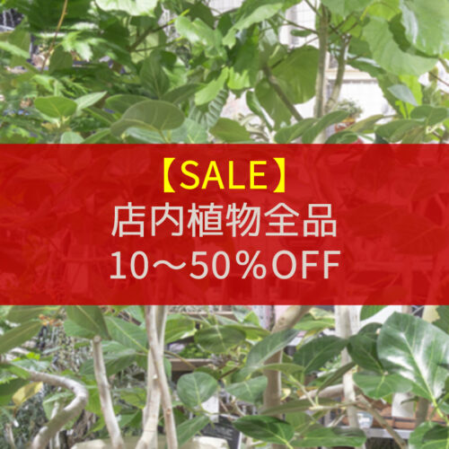 【最大50%OFF】店内植物全品プライスダウン！グリーンフェア開催！〈直営店共通〉