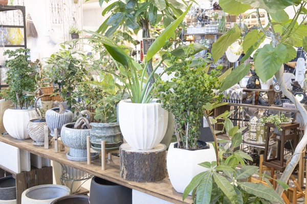 植物と植木鉢を組み合わせて飾った、植物のある暮らしをイメージできる店内ディスプレイ