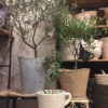 植物をもっとかわいく☆〈西宮店〉