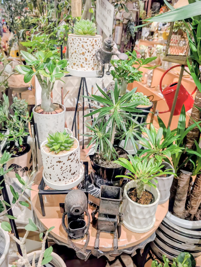 多肉植物や塊根植物など、個性的なビザールプランツが並ぶディスプレイ