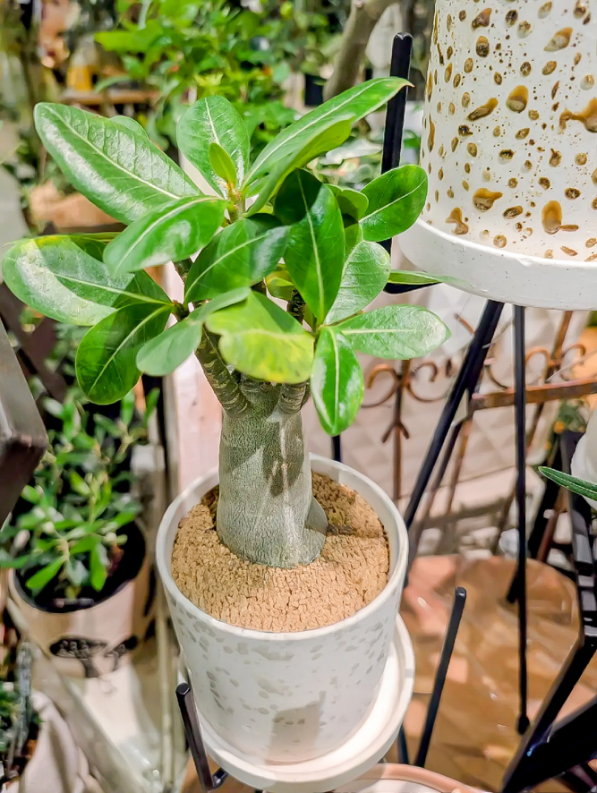 太い幹とつややかな葉が特徴的な塊根植物