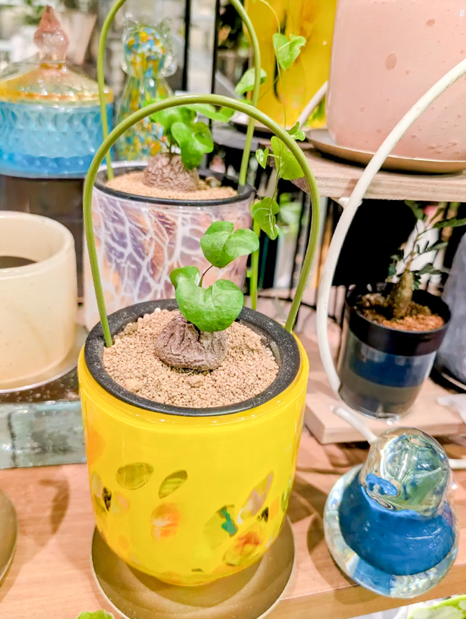 ハート形の葉と小さな塊茎が特徴的な植物
