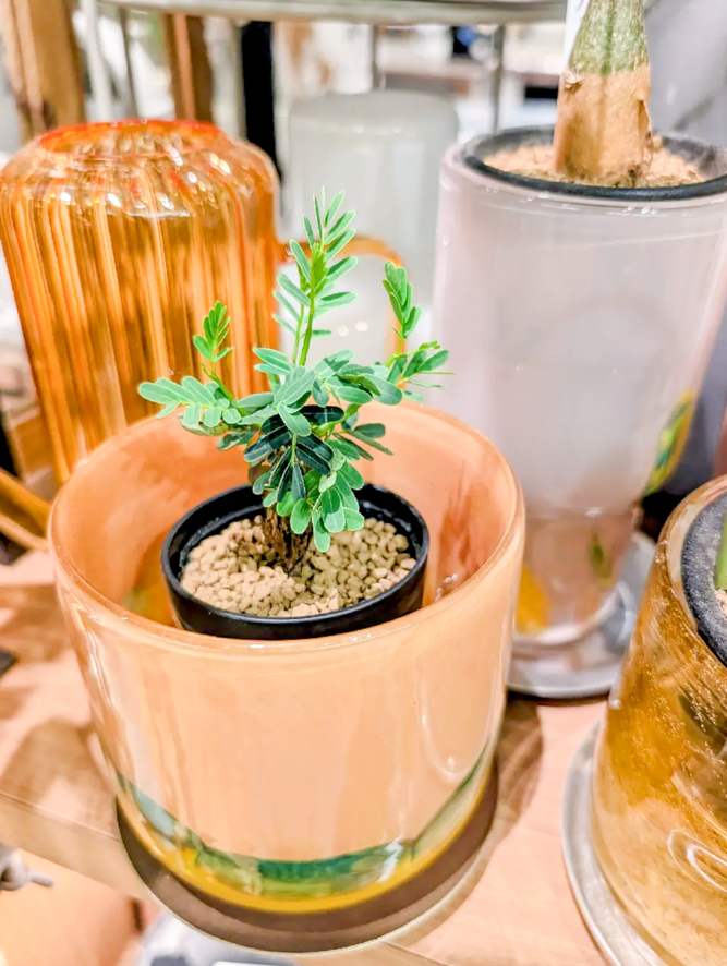 個性的な植物と鉢の組み合わせ