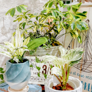 【数量限定】斑入り植物が入荷しました〈直営店共通〉