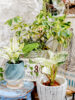 【数量限定】斑入り植物が入荷しました〈直営店共通〉
