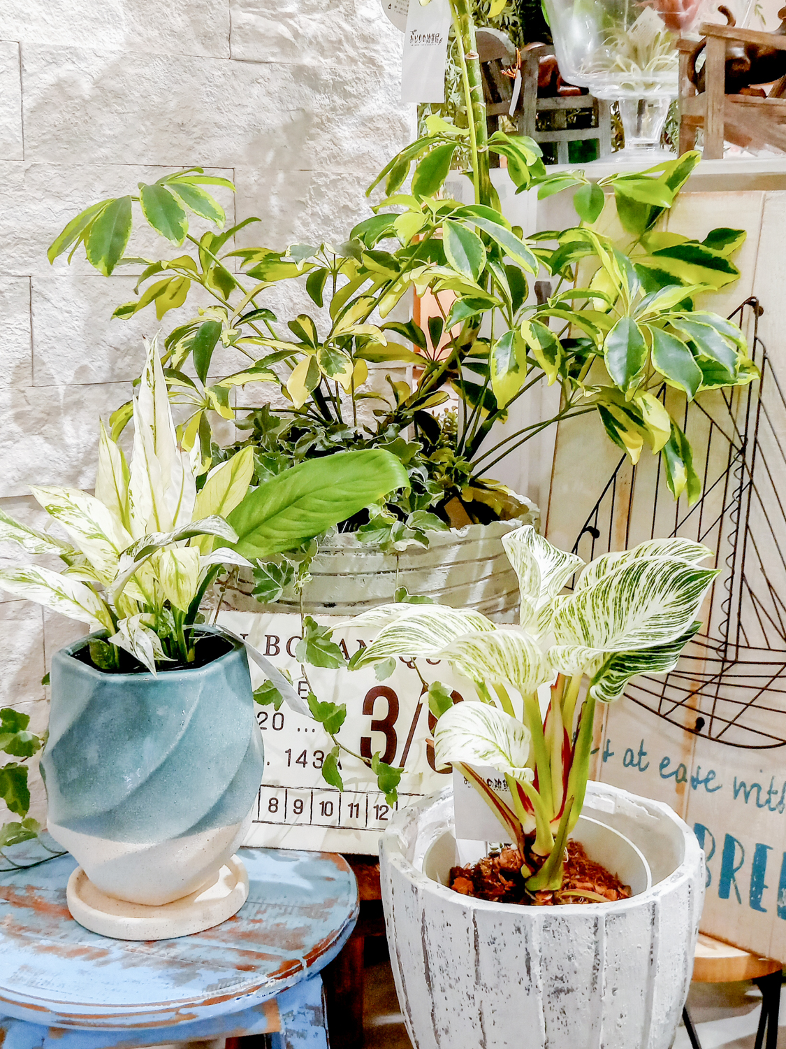 【数量限定】斑入り植物が入荷しました〈直営店共通〉