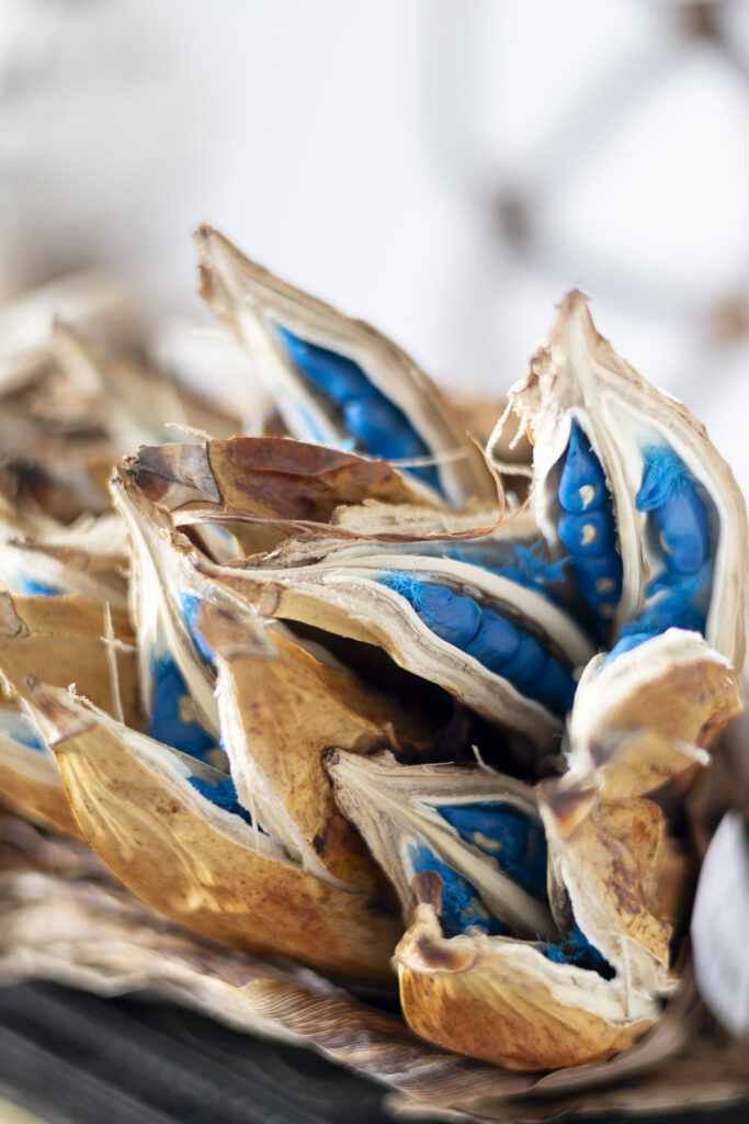 NEWS】タビビトノキの実、少量入荷のお知らせ〈直営店共通〉 | みどり