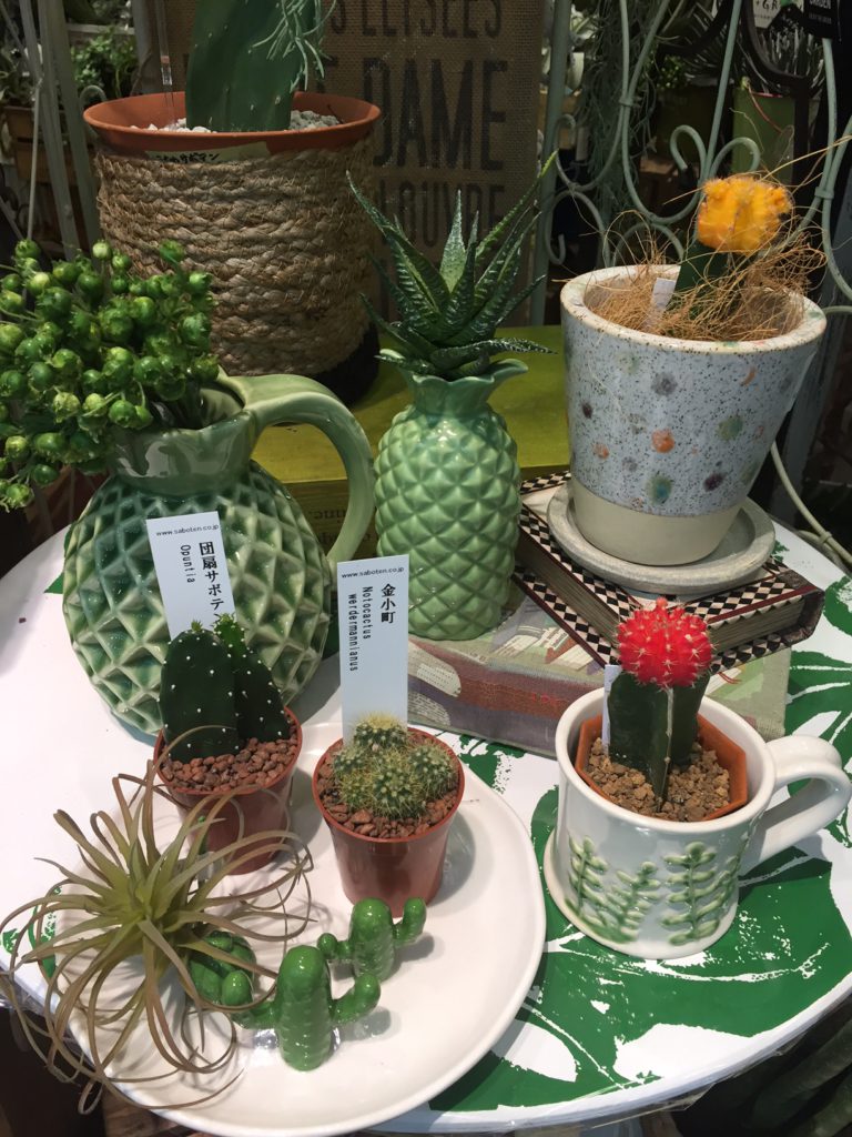 サボテンマルシェ☆〈西宮店〉 | みどりの雑貨屋