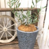 【9月ワークショップ】幸せの象徴 オリーブを植えよう♪〈京都桂川店〉