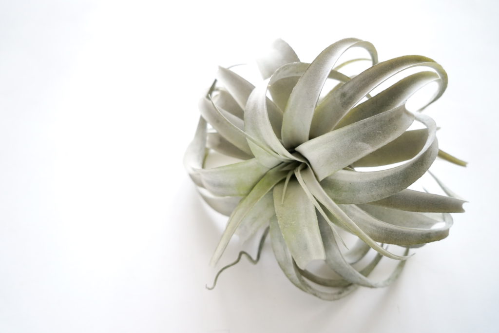 驚きのリアル感 キセログラフィカ みどりの雑貨屋