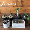 【NEWS】A-PLANTS のレアプランツ☆入荷しました〈みどり共通〉