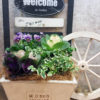 【12月ワークショップ】葉ボタンで新年を迎えよう♪〈西宮店〉
