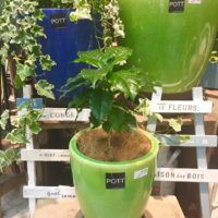 爽やかカラーの植木鉢〈西宮店〉