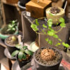 【NEWS】A-PLANTS のレアプランツ☆再入荷しました〈みどり共通〉