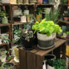 【NEWS】WINTER☆SALE 店内厳選植物・オリーブ10%OFF！！〈みどり4店共通〉