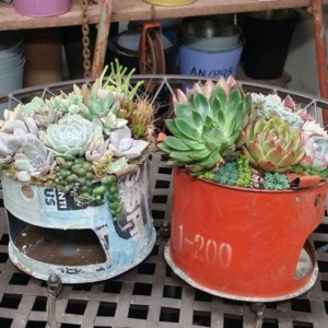 【NEWS】特別な多肉の寄せ植え☆販売中〈大須スタイル〉