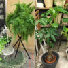 【NEWS】セレクト植物20～10%OFF！！〈みどり4店共通〉