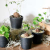 【NEWS】A-PLANTS の亀甲竜☆再入荷しました〈西宮・なんば・京都桂川〉