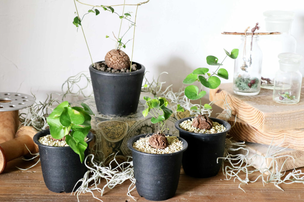 NEWS】A-PLANTS の亀甲竜☆再入荷しました〈西宮・なんば・京都