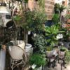 【NEWS】クリアランスセール☆植物全品10〜20%OFF！！ 〈みどり4店共通〉