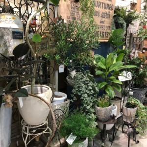 【NEWS】クリアランスセール☆植物全品10〜20%OFF！！ 〈みどり4店共通〉