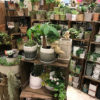 【NEWS】 植木鉢全品10%OFFｷｬﾝﾍﾟｰﾝ☆ 〈みどり4店共通〉