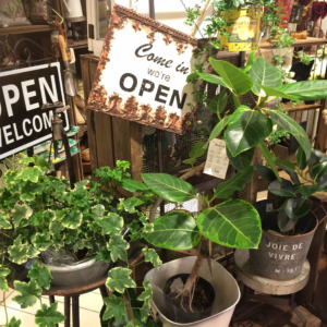 これからの季節にぴったりのグリーン〈京都マルイ店〉