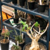 【NEWS】A-PLANTS のレアプランツ☆再入荷しました〈西宮・なんば・京都桂川〉