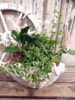 【6月ワークショップ】シェルPOTで夏の寄せ植え作り〈なんば店〉