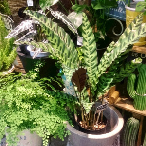 初入荷のオススメグリーン〈西宮店〉