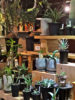 【NEWS】A-PLANTS のﾚｱﾌﾟﾗﾝﾂ☆入荷しました〈みどり共通〉
