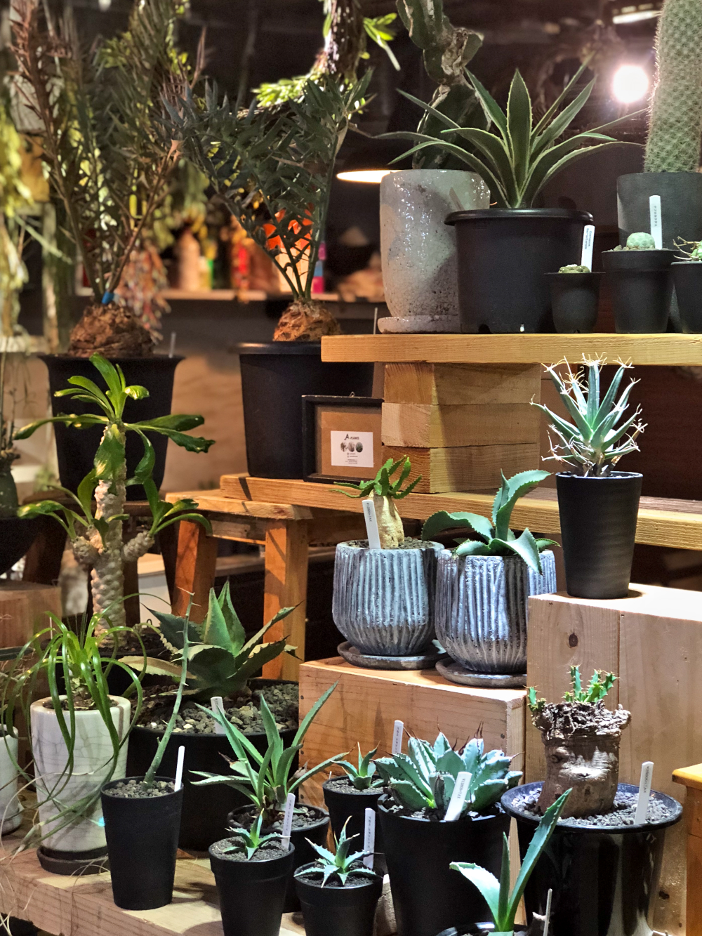 【NEWS】A-PLANTS のレアプランツ☆入荷しました〈みどり共通〉