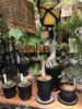 【NEWS】A－PLANTSのレアプランツが再入荷しました☆ 〈西宮店〉