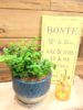【7月ワークショップ】Indoorplantの寄せ植え〈京都桂川店〉
