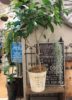 室内グリーンの飾り方提案〈なんば店〉