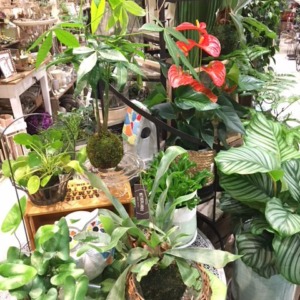【NEWS】Indoor Green Collection〈みどり共通〉