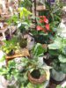 【NEWS】Indoor Green Collection〈みどり共通〉