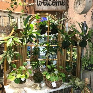 【NEWS】苔玉初入荷しました！〈みどり共通〉