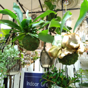 苔玉入荷致しました♪〈なんば店〉