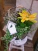 【8月ワークショップ】Summer flower バスケット〈西宮店〉
