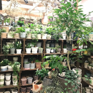 【NEWS】 ｸﾘｱﾗﾝｽSALE☆店内一部植木鉢が10%OFF！〈みどり共通〉