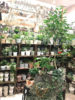 【NEWS】 ｸﾘｱﾗﾝｽSALE☆店内一部植木鉢が10%OFF！〈みどり共通〉